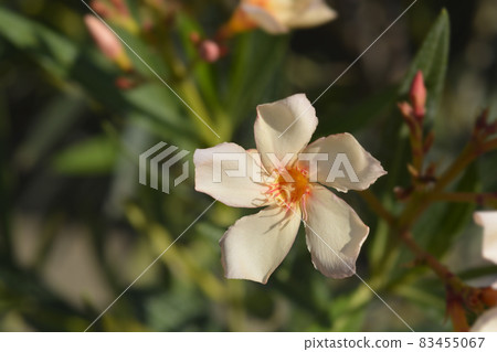 Common oleander Common oleander 83455067