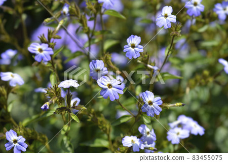 Bush violet Bush violet 83455075