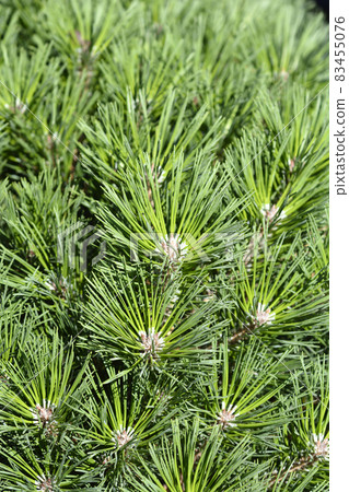 Dwarf black pine Pierrick Bregeon Dwarf black pine Pierrick Bregeon 83455076