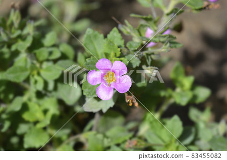 Ornamental bacopa Ornamental bacopa 83455082