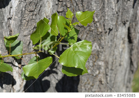Lombardy poplar Lombardy poplar 83455085