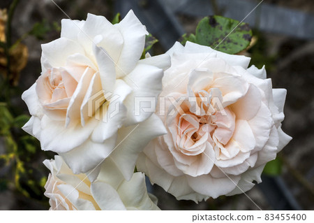 Rose Penny Lane 'Hardwell' Rose Penny Lane 'Hardwell' 83455400