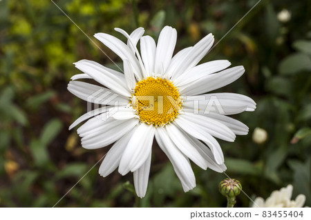 Leucanthemum x superbum 'Wirral Supreme' Leucanthemum x superbum 'Wirral Supreme' 83455404