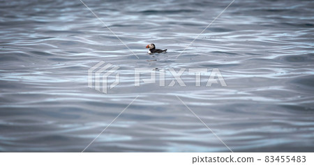 Puffin swimming in the Atlantic ocean near Iceland Puffin swimming in the Atlantic ocean near Iceland 83455483
