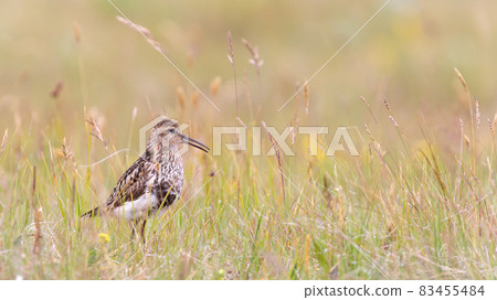 Dunlin chick (Calidris alpina) hiding in the grass Dunlin chick (Calidris alpina) hiding in the grass 83455484