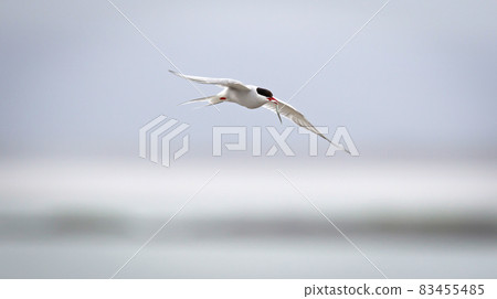 Arctic Stern (Sterna paradisaea) flying 83455485
