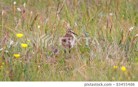 Dunlin chick (Calidris alpina) hiding in the grass Dunlin chick (Calidris alpina) hiding in the grass 83455486