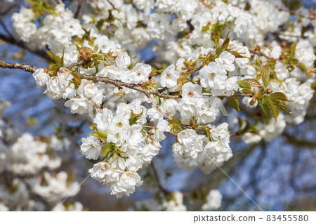 White cherry blossom White cherry blossom 83455580