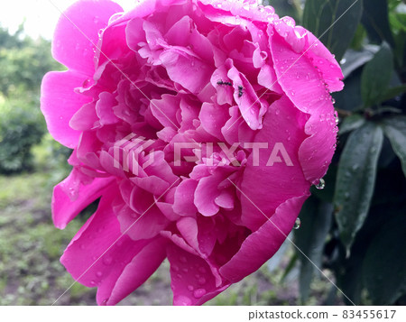 The colorful photo shows blooming flower peony with leaves 83455617