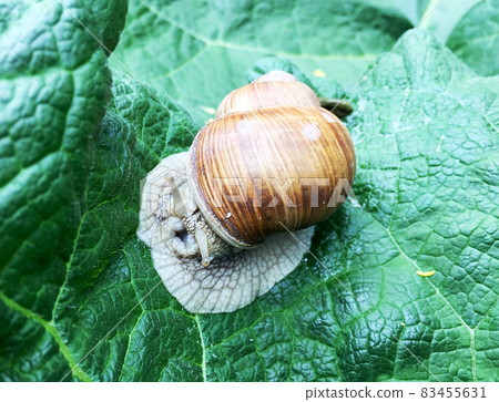 Big garden snail in shell crawling on wet road hurry home Big garden snail in shell crawling on wet road hurry home 83455631