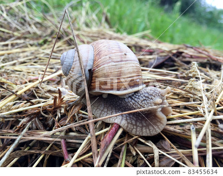 Big garden snail in shell crawling on wet road hurry home 83455634