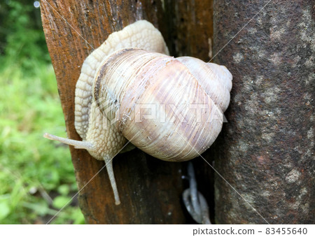 Big garden snail in shell crawling on wet road hurry home 83455640