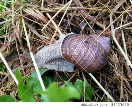 Big garden snail in shell crawling on wet road hurry home 83455659