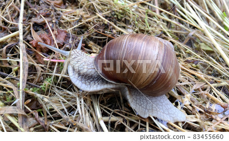 Big garden snail in shell crawling on wet road hurry home Big garden snail in shell crawling on wet road hurry home 83455660