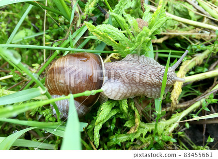 Big garden snail in shell crawling on wet road hurry home Big garden snail in shell crawling on wet road hurry home 83455661