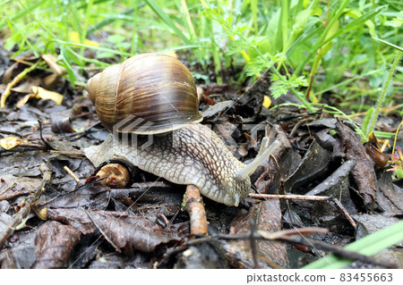 Big garden snail in shell crawling on wet road hurry home Big garden snail in shell crawling on wet road hurry home 83455663