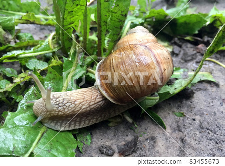 Big garden snail in shell crawling on wet road hurry home 83455673