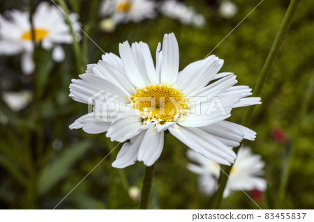 Leucanthemum x superbum 'Wirral Supreme' 83455837