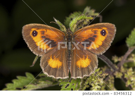 Gatekeeper Butterfly (Pyronia tithonus) Gatekeeper Butterfly (Pyronia tithonus) 83456312