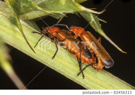 Common Red Soldier Beetle (Rhagonycha fulva) Common Red Soldier Beetle (Rhagonycha fulva) 83456313