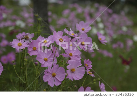 Omuta City Suwa Park Cosmos, Omuta City Suwa Park Cosmos, 83456330