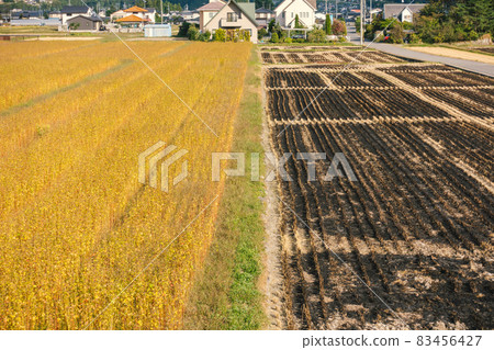 即將收穫的蕎麥田和烤好的稻田[秋天的安曇野] 83456427