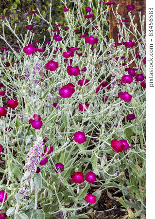 Lychnis Atrosanguinea 83456583