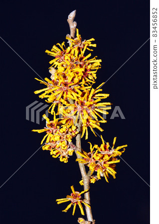Hamamelis 'Brevipetala' (Witch Hazel) a yellow winter spring flowering shrub on a black background 83456852