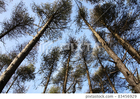 Tall pine trees with a blue sky 83456929