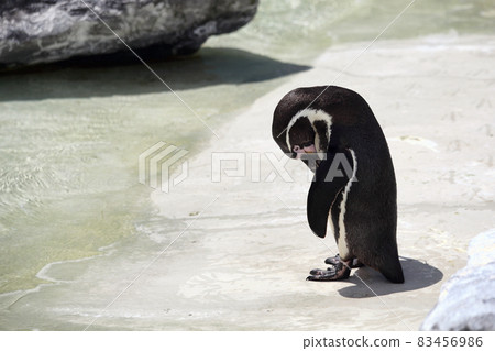 Penguin looking sad and lonely Penguin looking sad and lonely 83456986