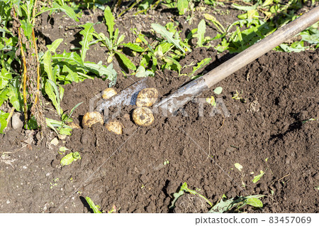 Potato harvest on the field 83457069