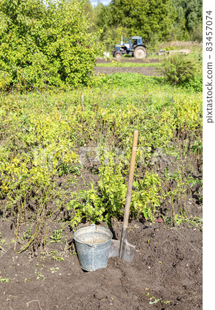 Harvesting organic potatoes in metal bucket and shovel at the vegetable garden 83457074