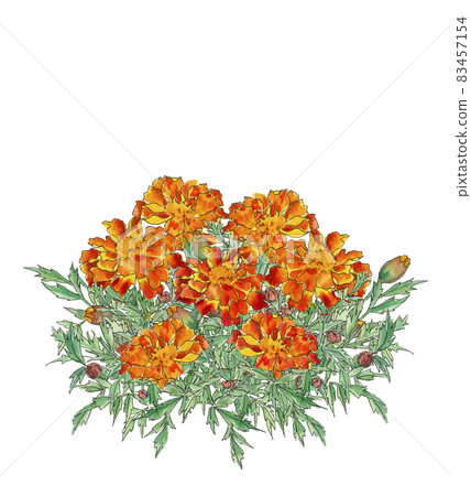 萬壽菊【水彩】花卉素材白色背景 PNG 83457154