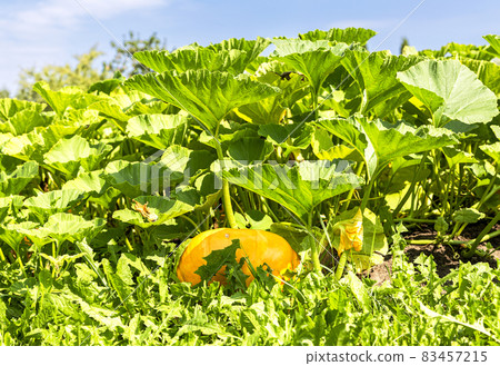 Orange pumpkin with big green leaves growing on the vegetable garden 83457215