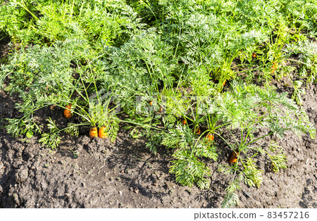Carrots growing at the vegetable garden Carrots growing at the vegetable garden 83457216
