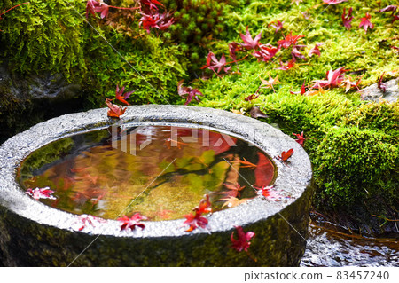 永觀堂秋葉_京都秋季觀光_楓、水、苔散落 永觀堂秋葉_京都秋季觀光_楓、水、苔散落 83457240