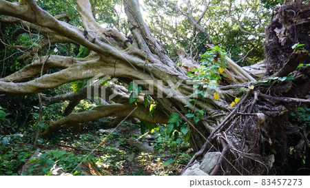 Big tree collapses Big tree collapses 83457273