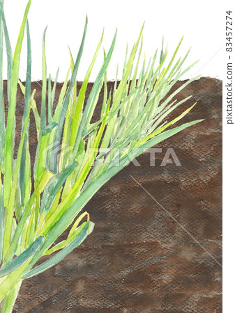Field long onion (white onion) [Watercolor] Vegetable material White background PNG 83457274