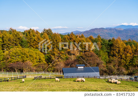 Yamanashi Prefectural Makiba Park Grazing sheep plateau ranch Yamanashi Prefectural Makiba Park Grazing sheep plateau ranch 83457320