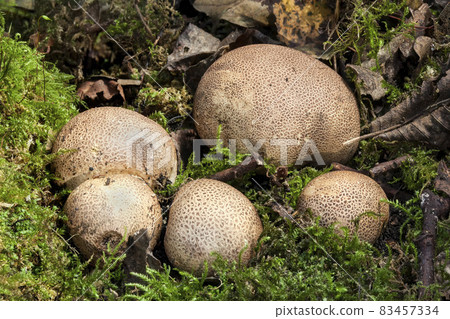 Scleroderma citrinum, Common Earthball fungi Scleroderma citrinum, Common Earthball fungi 83457334