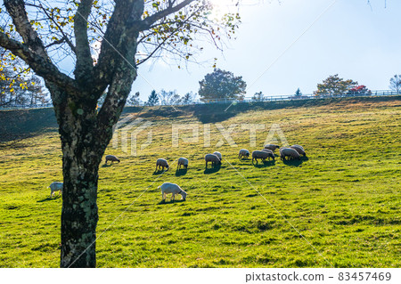 Yamanashi Prefectural Makiba Park Grazing sheep plateau ranch Yamanashi Prefectural Makiba Park Grazing sheep plateau ranch 83457469