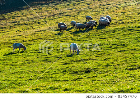 Yamanashi Prefectural Makiba Park Grazing sheep plateau ranch Yamanashi Prefectural Makiba Park Grazing sheep plateau ranch 83457470