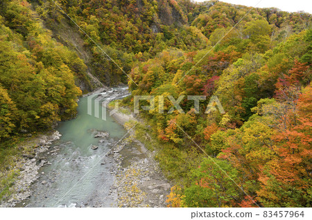 Autumn leaves in the Saru River valley in full bloom (Hidaka, Hokkaido) Autumn leaves in the Saru River valley in full bloom (Hidaka, Hokkaido) 83457964