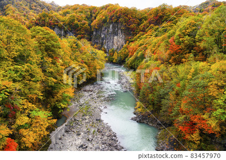 Autumn leaves in the Saru River valley in full bloom (Hidaka, Hokkaido) 83457970