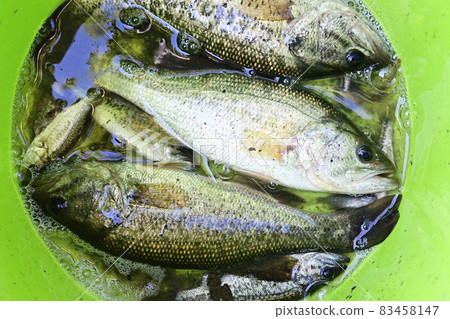 Captured black bass Captured black bass 83458147