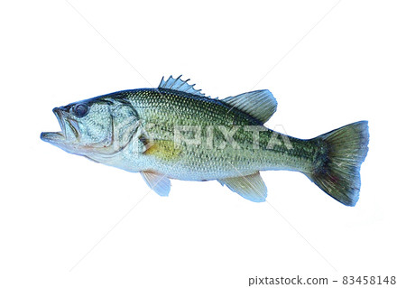 Image of living black bass 83458148