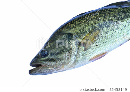Image of the upper body of a living black bass 83458149