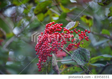 Viburnum 83458331