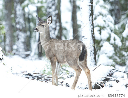 在雪山遇見一隻鹿 83458774