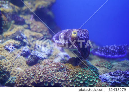 美麗的魷魚Kobushime 83458979